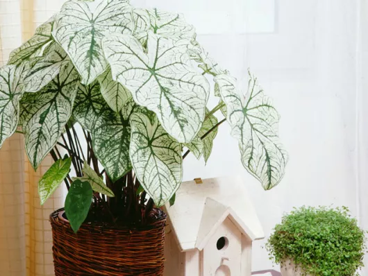 Mise en repos hivernal du caladium : guide pratique pour l'hivernage réussi