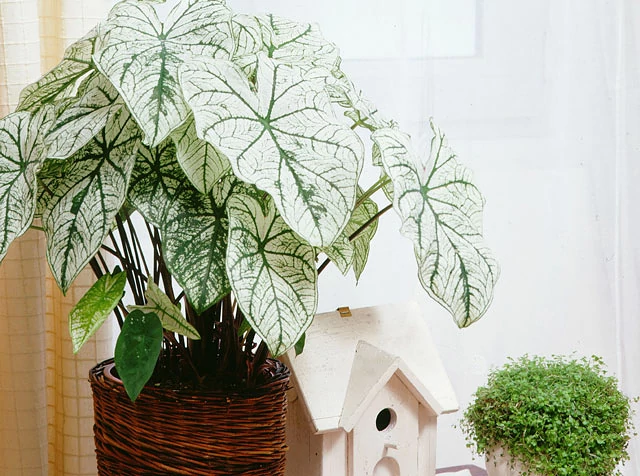 Caladium, feuillage panaché en blanc
