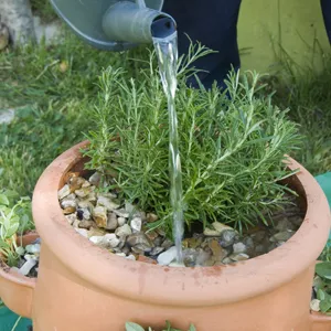 Arrosage d'une potée d'aromatiques réalisée dans un pot à fraise F. Marre Arrosage d'une potée d'aromatiques réalisée dans un pot à fraise