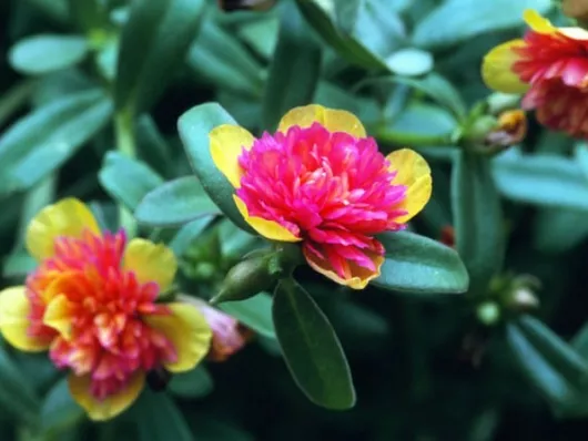 Pourquoi mes fleurs ne s'ouvrent pas ?