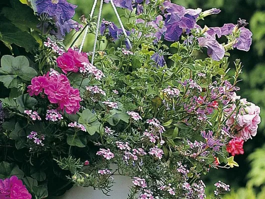 Potée fleurie : une suspension rose et mauve
