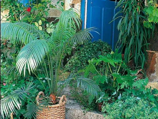 Sortir les plantes d'intérieur