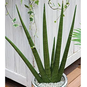 Sansevière (Sansevieria cylindrica) F. Marre Sansevière (Sansevieria cylindrica)