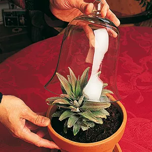 Bouture d'ananas mis à l'étouffé Kim-Cuc Bouture d'ananas mis à l'étouffé