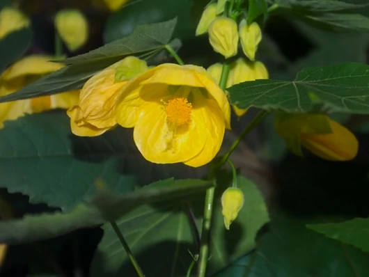 Hiverner l'abutilon : les bons gestes et conseils