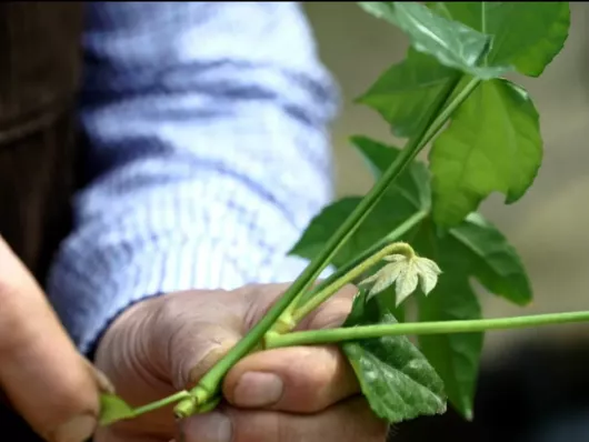 Réussir le bouturage de l’aralia du Japon à l’étouffée