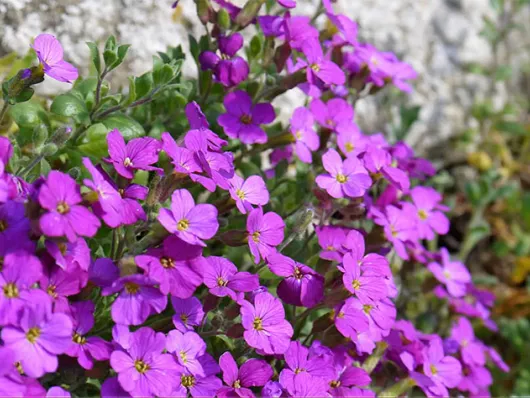 Diviser les aubriètes : tout ce qu'il faut savoir
