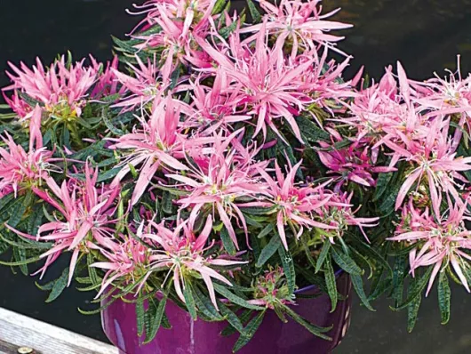 L'azalée 'Fuji'