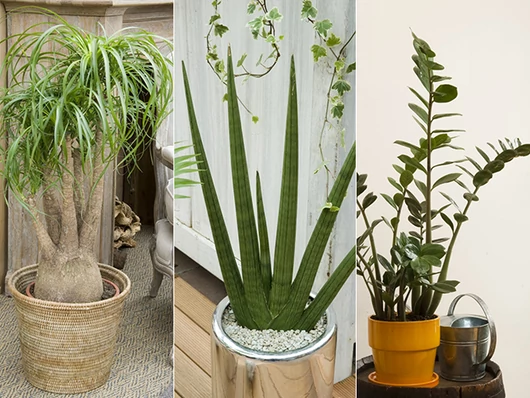 Plantes d'intérieur faciles à entretenir