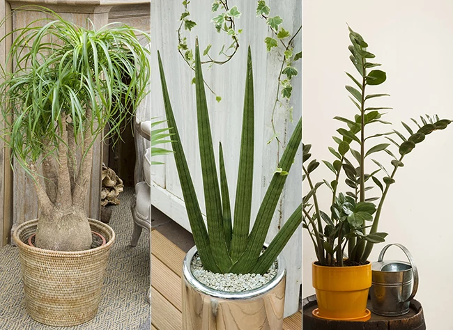 Beaucarnéa, Sansevière, Zamioculcas F. Marre - F. Boucourt Beaucarnéa, Sansevière, Zamioculcas