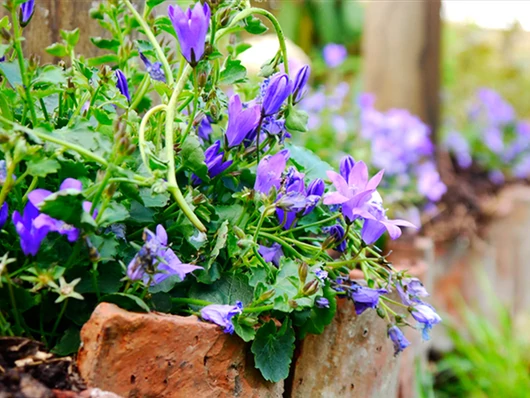 Réaliser une bordure de campanules : guide pratique pour embellir votre jardin