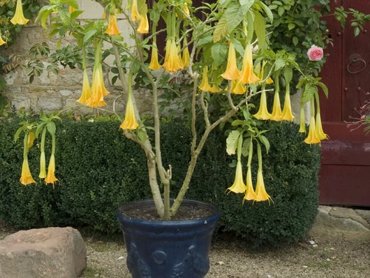 Faire fleurir un brugmansia en pot : conseils et astuces pour un jardin éblouissant