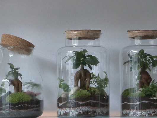 L'entretien du terrarium : guide pratique pour un écosystème florissant