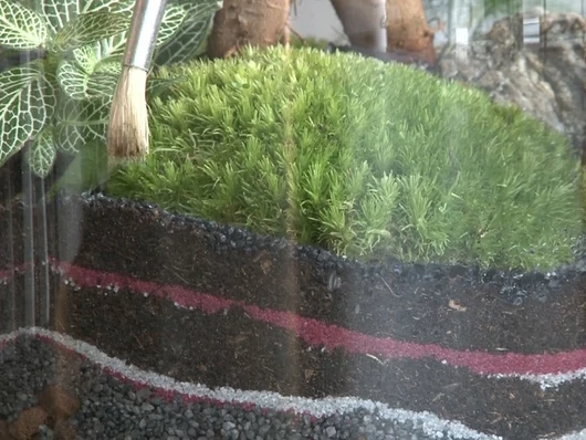 La fabrication d’un terrarium de plantes tropicales