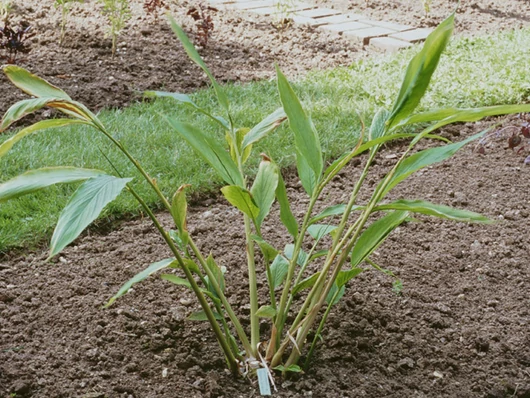 Acclimater la cardamome : conseils pour réussir cette plante tropicale