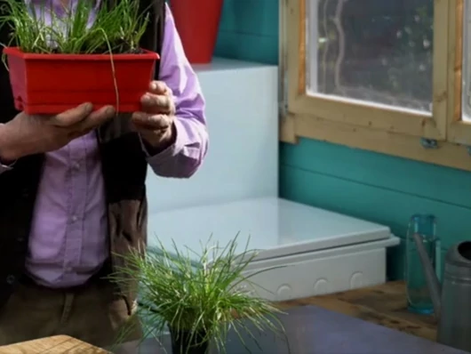 Réussir la culture de la ciboulette en pot intérieur