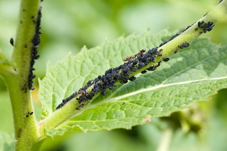 Comment éliminer les pucerons naturellement pucerons et fourmis sur une plante F. Marre Comment éliminer les pucerons naturellement pucerons et fourmis sur une plante