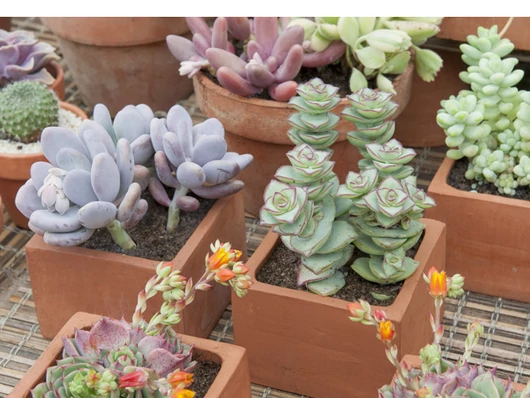 Comment réussir la bouture du crassula : conseils et astuces indispensables