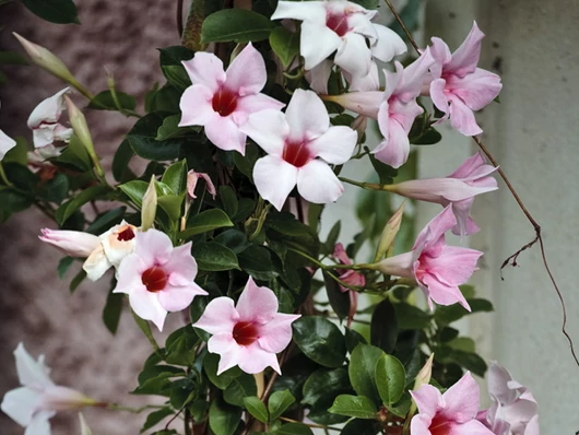 Dipladénia : fiche technique et conseils de culture pour cette plante grimpante tropicale