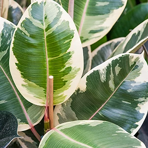Ficus elastica 'Magni' F. Marre Ficus elastica 'Magni'