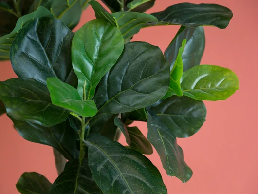Fiche de culture du ficus lyrata : conseils pour une croissance réussie