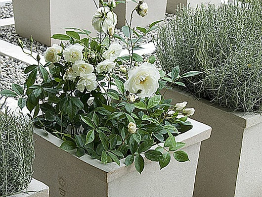 Potée fleurie : rosier et lavande en accord gris, vert et blanc