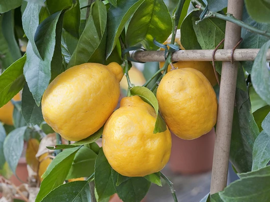 L'hivernage du citronnier en pot : les gestes essentiels à adopter