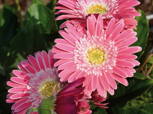 Les instants Chromatik : 5 nuances chatoyantes de rose