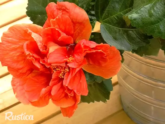 Hiverner l'hibiscus : les meilleures techniques de protection contre le froid