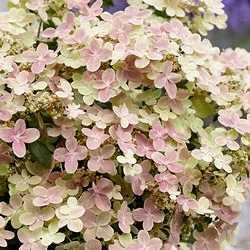 hydrangea paniculata La pépinière de la Thyle hydrangea paniculata