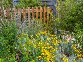 Plantes méditerranéennes sans arrosage pour un jardin sec