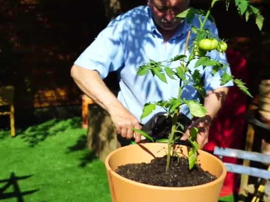 Comment cultiver des tomates en pot sur votre balcon ?