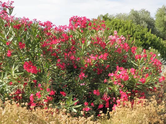 Une fin d'été fleurie