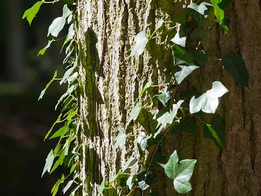 Mes recettes bien-être : lierre grimpant (Hedera helix)