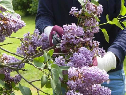 Réussir le marcottage aérien du lilas : guide complet et astuces essentielles