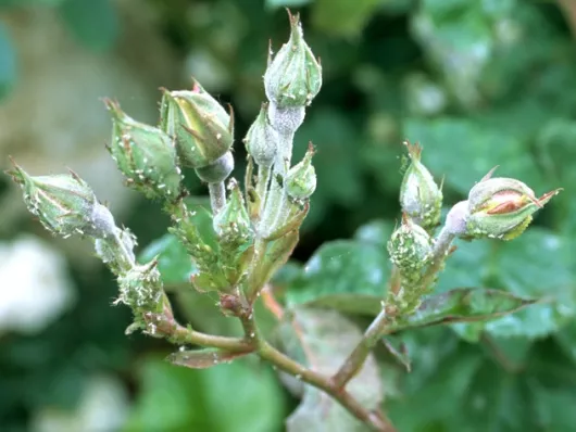 Maladies et parasites du printemps : le retour des ravageurs