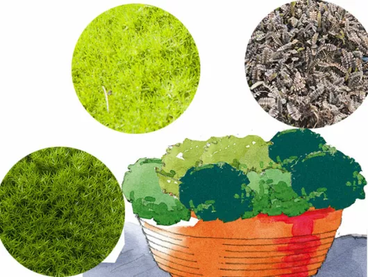 Réalisation d'un mini-jardin de mousses en bac