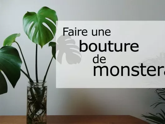 Faire une bouture de monstera : guide complet pour réussir votre plante d'intérieur