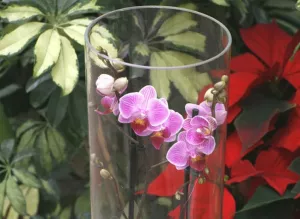 Orchidée en vase E. Brenckle Orchidée en vase