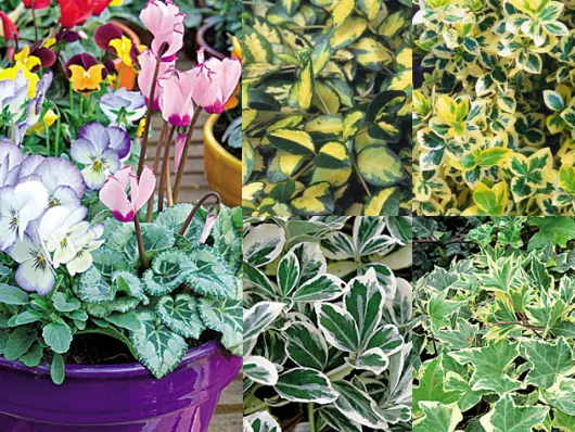 Potée d'automne : des fleurs et feuilles panachées
