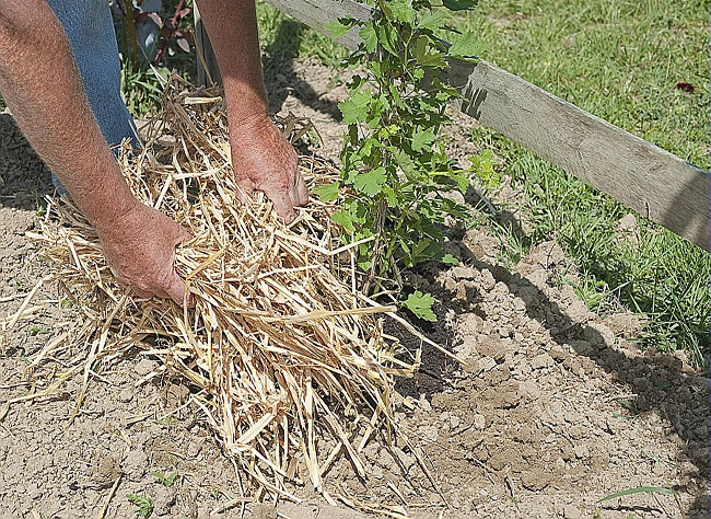 Groseillier - F. Marre - Rustica - : Potager de la Mercerie Groseillier - F. Marre - Rustica - : Potager de la Mercerie