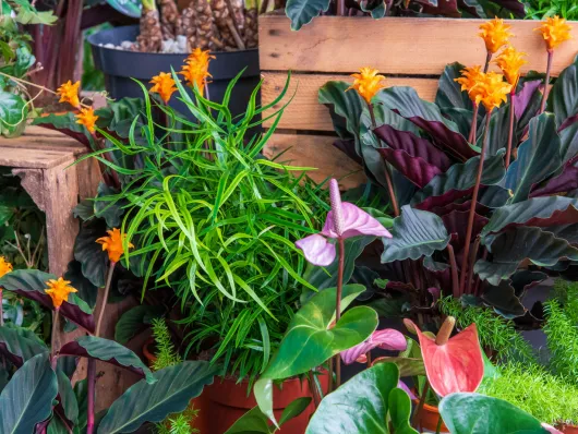 Plus de lumière pour les plantes d'intérieur