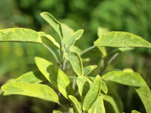 Planter des sauges officinales : les bons gestes