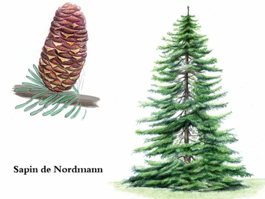 Sapin de Nordmann (Abies nordmanniana)