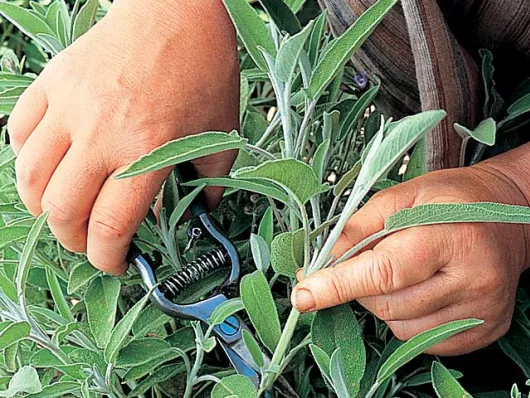 Aromatiques : bouturer pour l'hiver