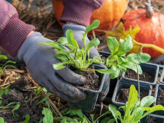 Comment effectuer le repiquage du myosotis au jardin ?