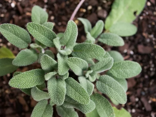 Sauge : découvrez ses bienfaits et apprenez à l'entretenir dans votre jardin