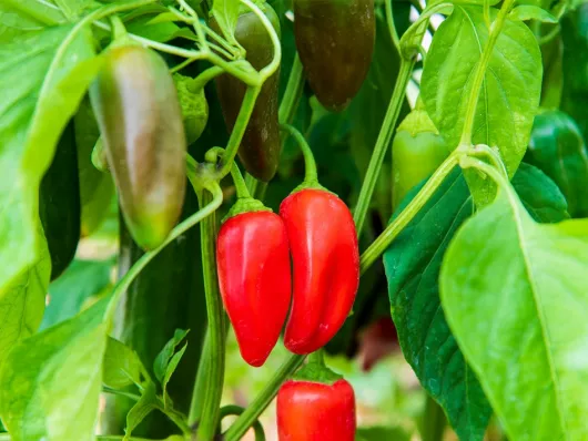 Cultiver le Poivron Snackor® Red F1 : un mini poivron pour le balcon