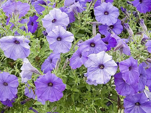De belles compositions de fleurs sans effort