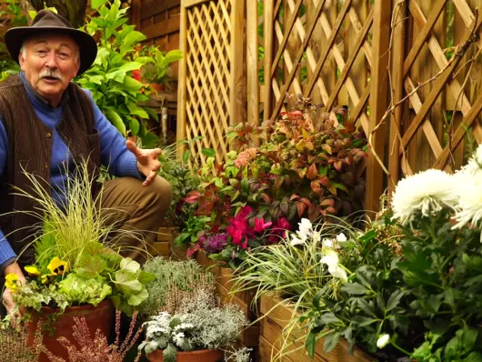 Terrasse et balcon : idée de compositions fleuries pour l'hiver